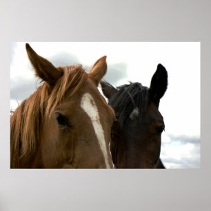 Póster poster de caballo del amor