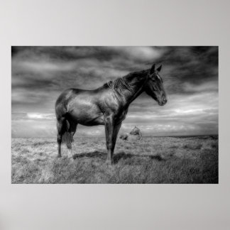 Póster Poster de Caballo Oscuro