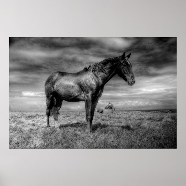 Póster Poster de Caballo Oscuro (Frente)