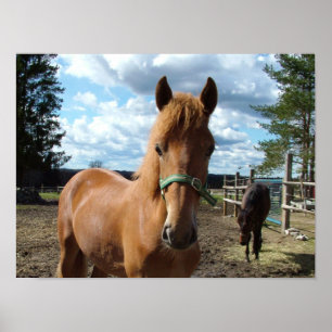 Póster Poster de caballos