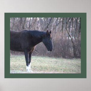 Póster Poster de caballos