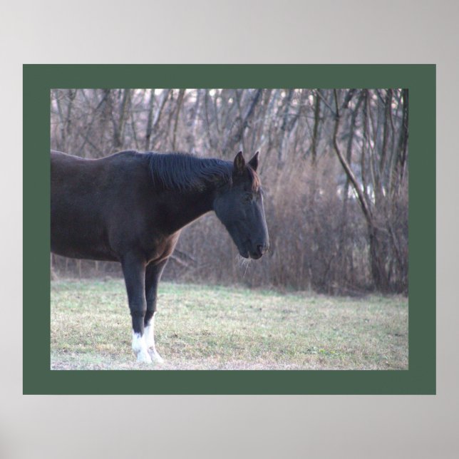 Póster Poster de caballos (Frente)