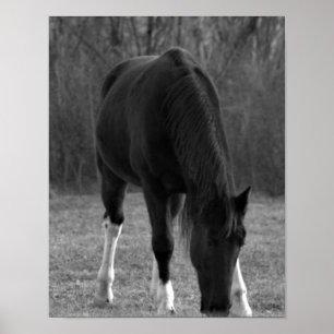 Póster Poster de caballos