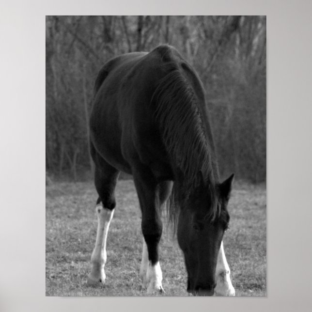 Póster Poster de caballos (Frente)