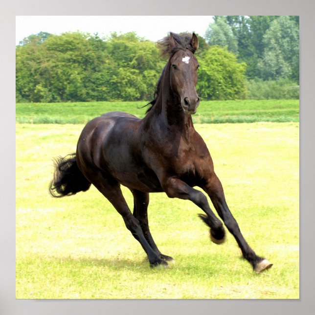 Póster Poster de caballos de Galloping (Frente)