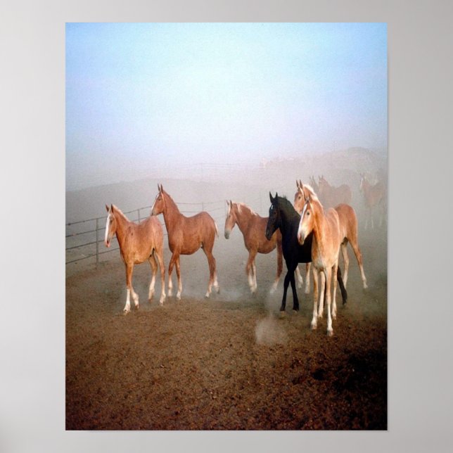 Póster Poster de caballos magnífico. (Frente)