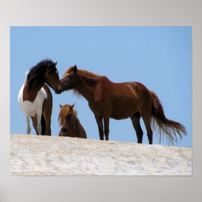 Póster Poster de Caballos Salvajes (Frente)