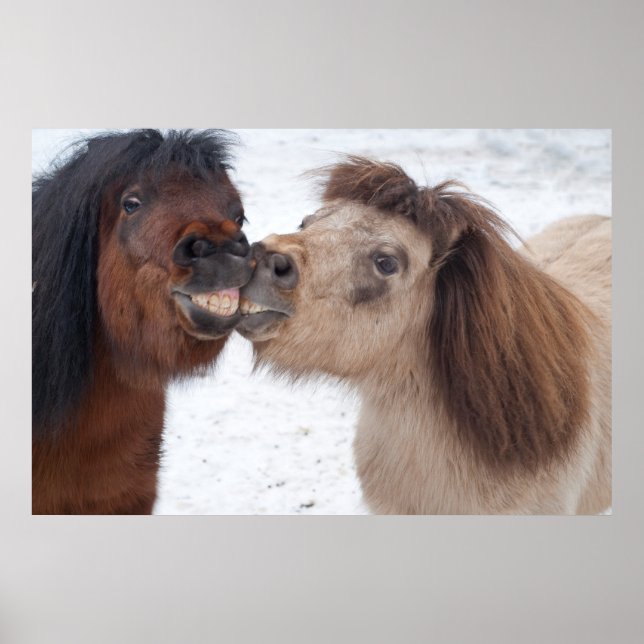 Póster Poster de caballos sonrientes (Frente)