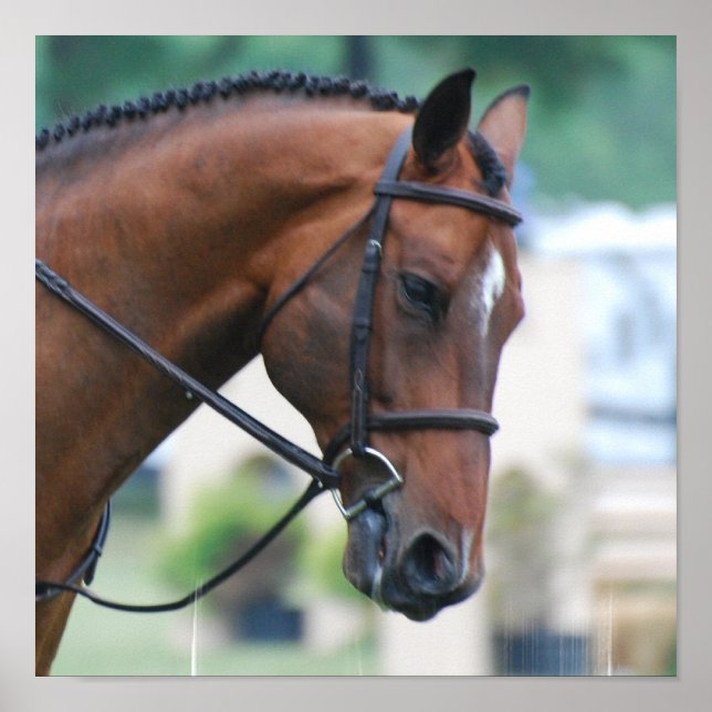 Póster Poster de Caballos Sweet Morgan (Frente)