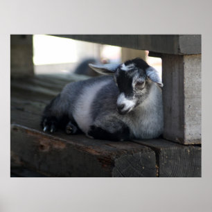 Póster Poster de cabra