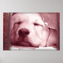 Poster de Cachorro Durmiente