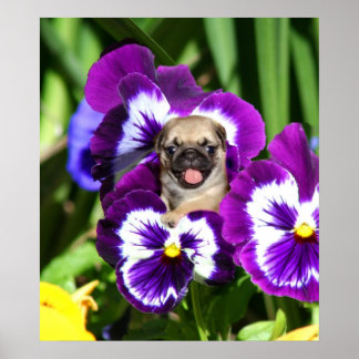 Póster Poster de cachorro en pansies