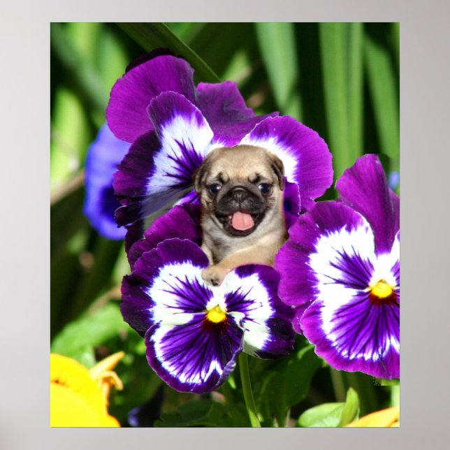 Póster Poster de cachorro en pansies (Frente)