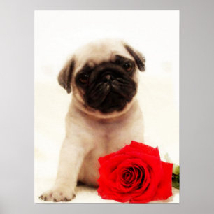 Póster Poster de cachorro pug