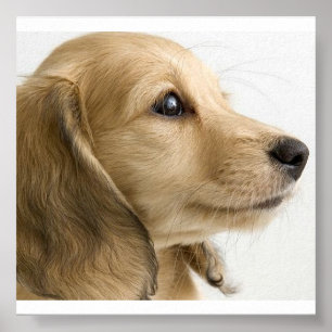 Póster Poster de cachorros