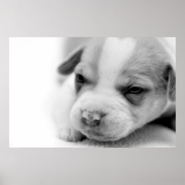 Póster Poster De Cachorros (Frente)