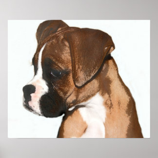 Póster Poster de cachorros de boxeo