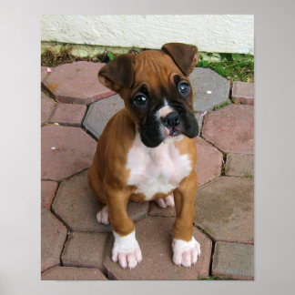 Póster Poster de cachorros de Boxer