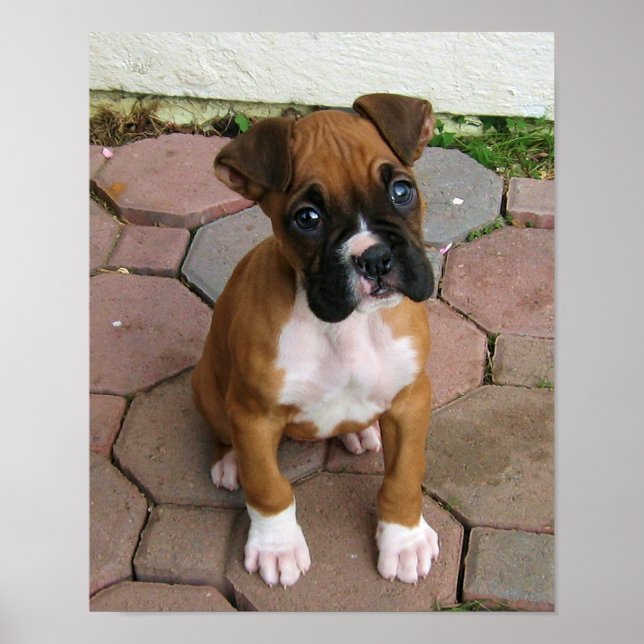 Póster Poster de cachorros de Boxer (Frente)