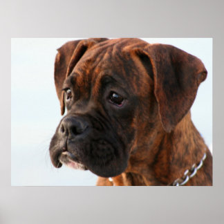 Póster Poster de cachorros de Boxer
