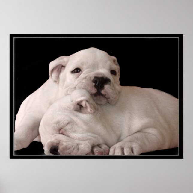 Póster poster de cachorros de bulldog (Frente)