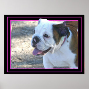 Póster poster de cachorros de bulldog