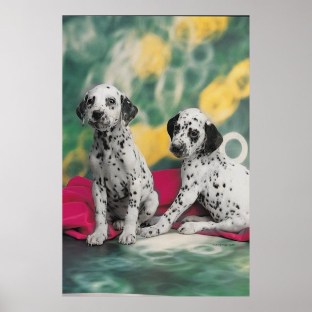 Póster Poster de Cachorros de Dalmacia (Frente)