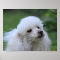 Poster de cachorros de juguete de primavera