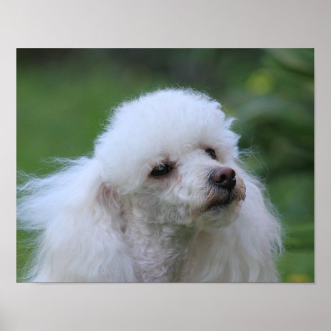 Póster Poster de cachorros de juguete de primavera (Frente)
