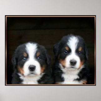 Póster Poster de cachorros de perro de montaña de Bernard