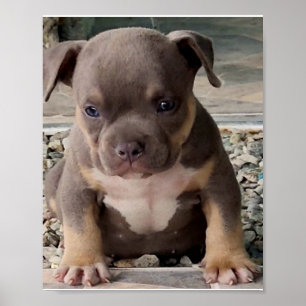 Póster Poster de cachorros de raza negra