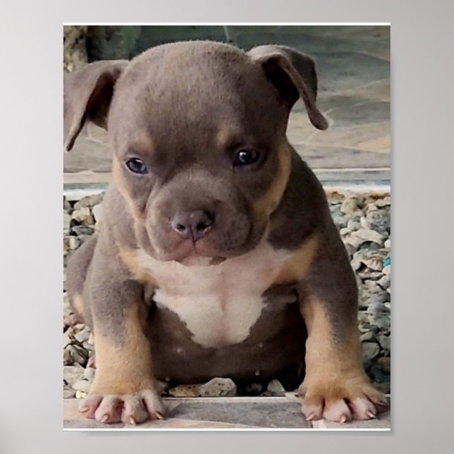 Póster Poster de cachorros de raza negra (Frente)