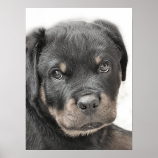 Póster Poster de cachorros de Rottweiler