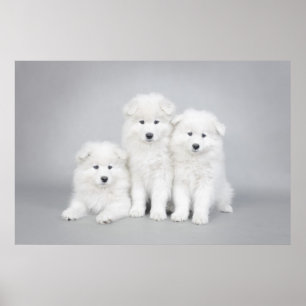 Póster Poster de cachorros de Samoyed