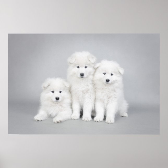 Póster Poster de cachorros de Samoyed (Frente)
