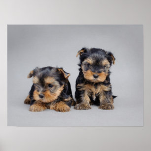 Póster Poster de cachorros de Yorkie