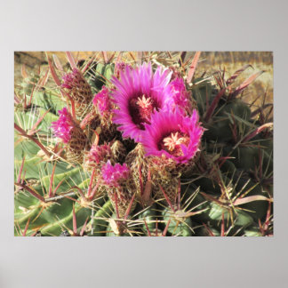 Póster Poster de Cactus de barril de lengua del diablo qu