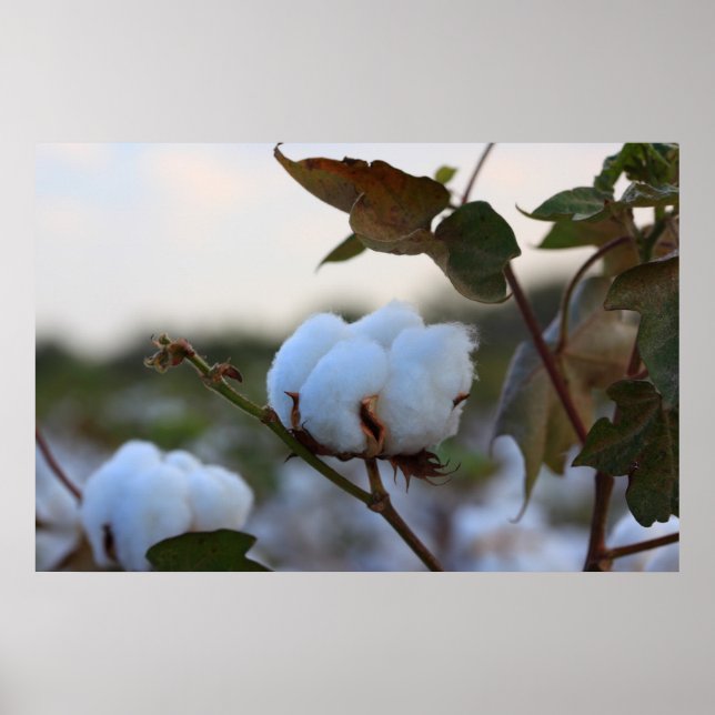 Póster Poster de campo de algodón (Frente)