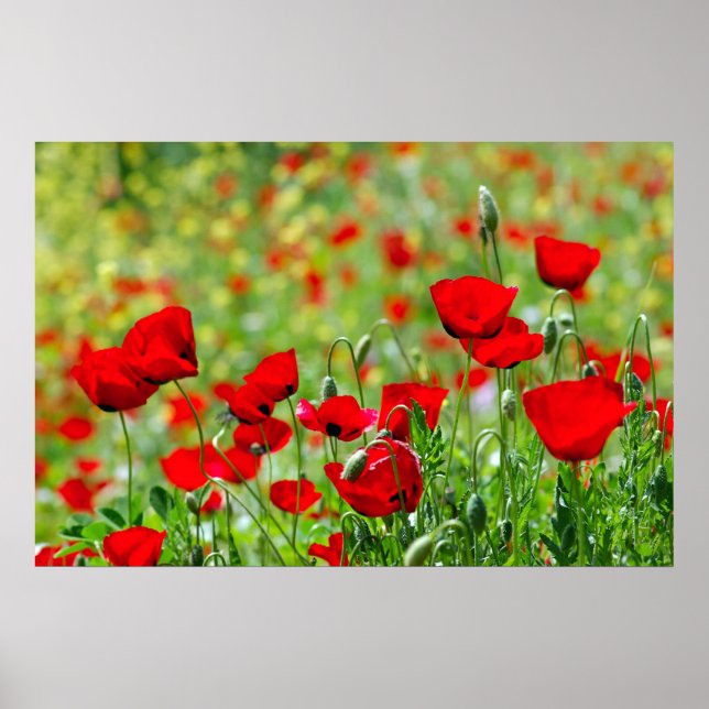 Póster poster de campo de amapola (Frente)