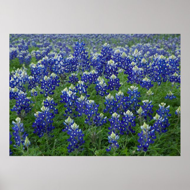 Póster Poster de campo de Bluebonnets (Frente)