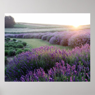 Póster Poster de campo de flores de lavanda
