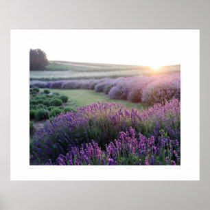 Póster Poster de campo de flores de lavanda