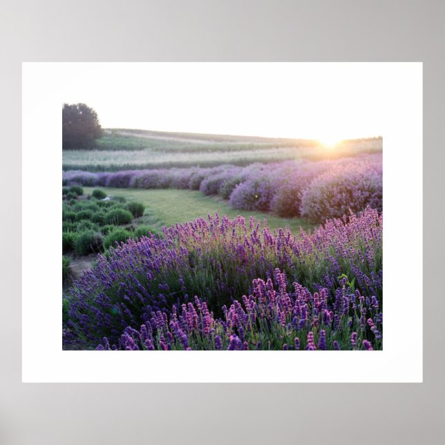 Póster Poster de campo de flores de lavanda (Frente)