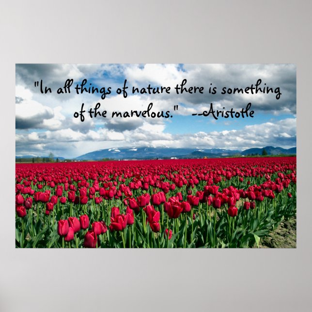 Póster Poster de campo de tulipanes rojos (Frente)