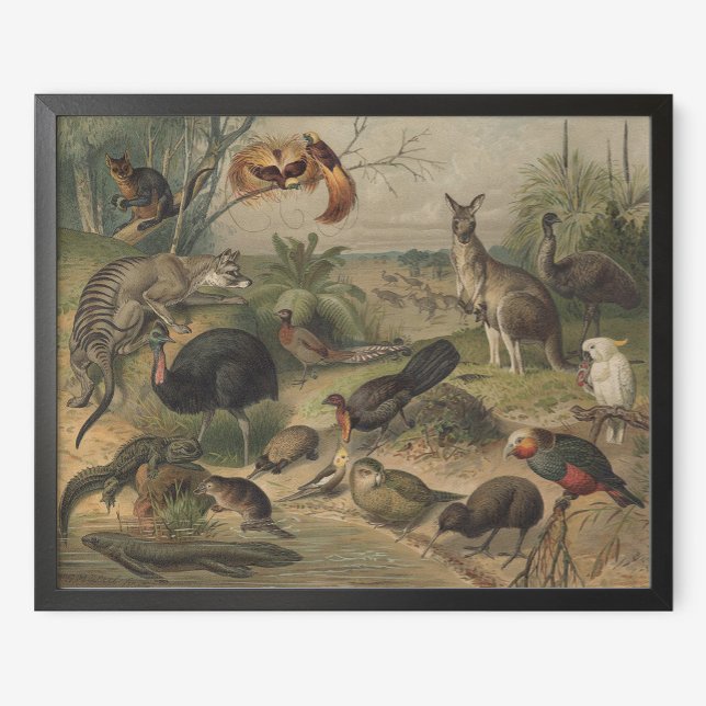 Póster Poster de canguro y animales en Australia (Subido por el creador)