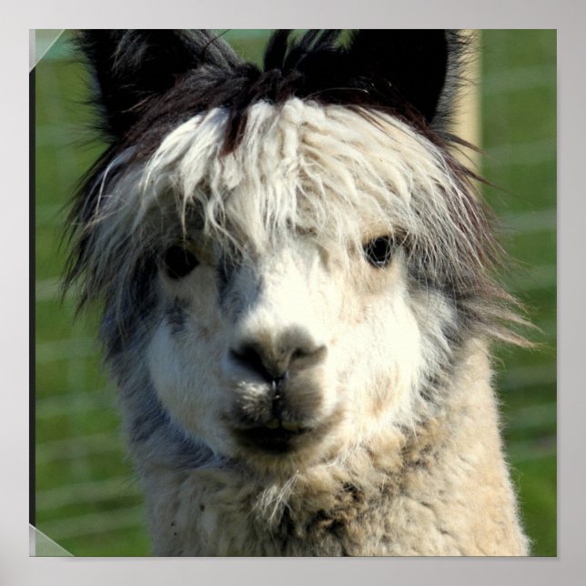 Póster Poster de cara de llamada (Frente)