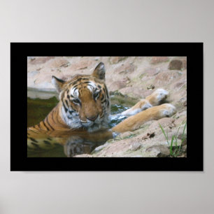 Póster poster de cara de tigre