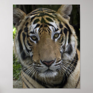 Póster Poster de cara del tigre