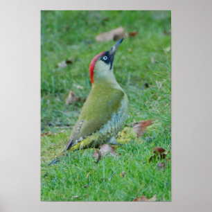 Póster Poster de carpintero verde
