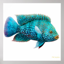 Póster Poster de Carpintis Texas Cichlid